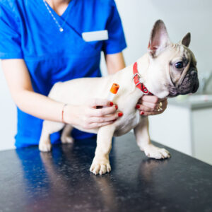 Onsite Progesterone test and Ultra Sound on pregnant French bulldog
